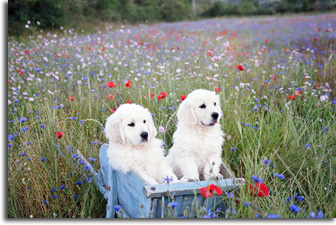 golden retriever : Nelly et son frre