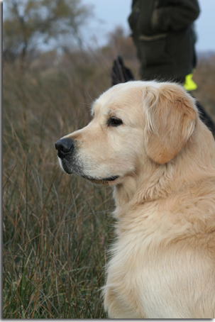 golden retriever : Hunter 