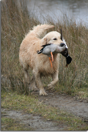 golden retriever : Hunter 