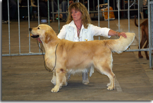 golden retriever : Hunter 