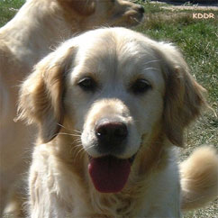 golden retriever : mre de Mora