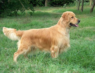 golden retriever : pre de Mora