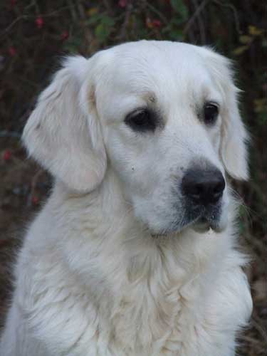 golden retriever : Nelly