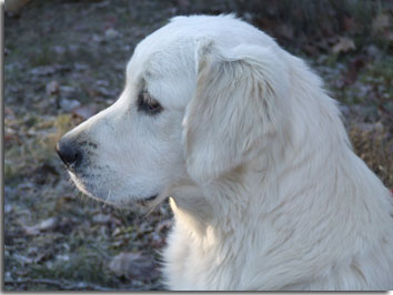 golden retriever : Nelly