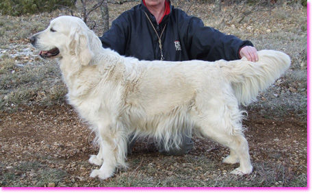 golden retriever : Spice