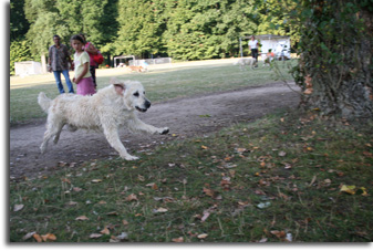 golden retriever : Spice