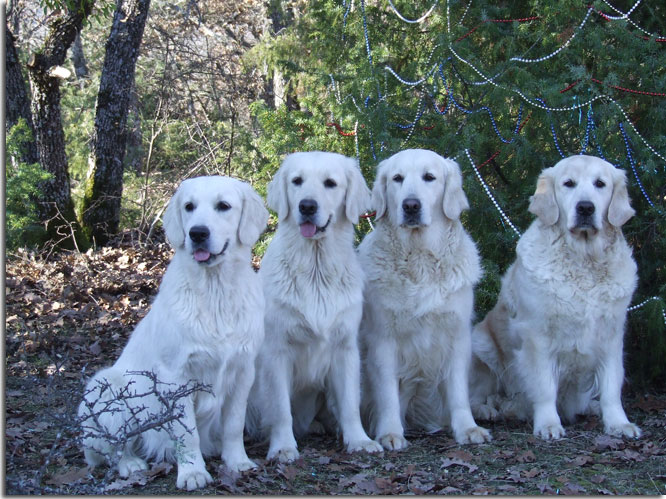 golden retriever : Pretty avec sa descendance Spice, Unic, Nelly