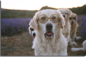 golden retriever : Pretty, je vous ai  l'oeil!!