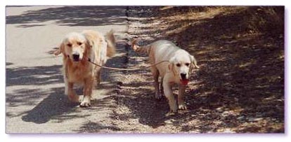 golden retriever : allez papa plus vite