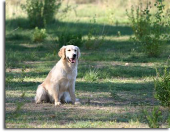 golden retriever : Ashfield