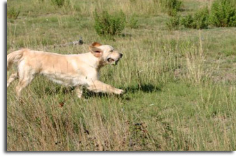 golden retriever : Ashfield