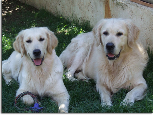 golden retriever : Ashfield avec son pre