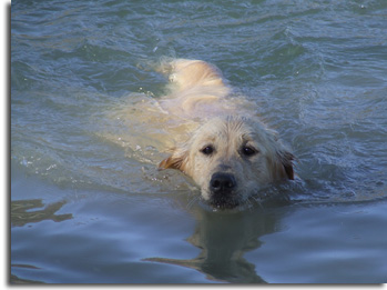 golden retriever : Ashfield