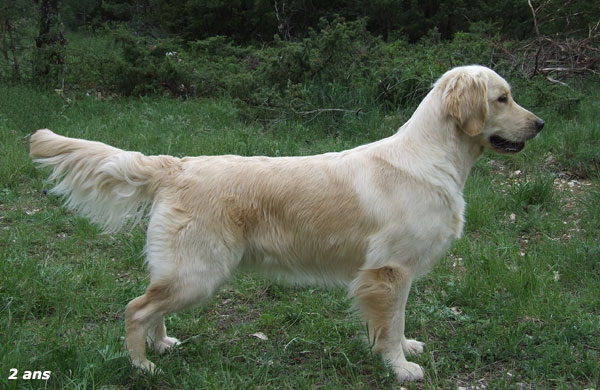 golden retriever : Ashfield