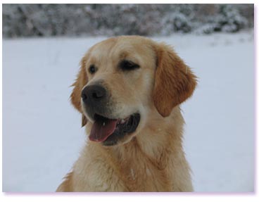 golden retriever : Ultra Bella