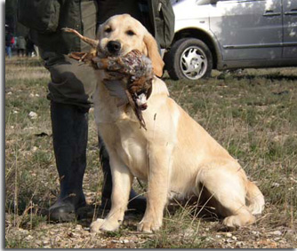 golden retriever : Ultra Bella