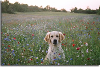 golden retriever : Ultra Bella