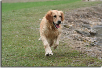 golden retriever : Ultra Bella