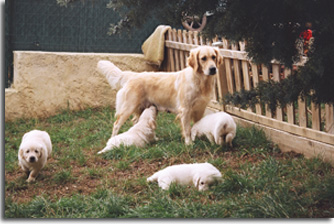 golden retriever : Ultra Bella 1re porte