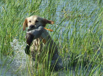 golden retriever : Ultra Bella