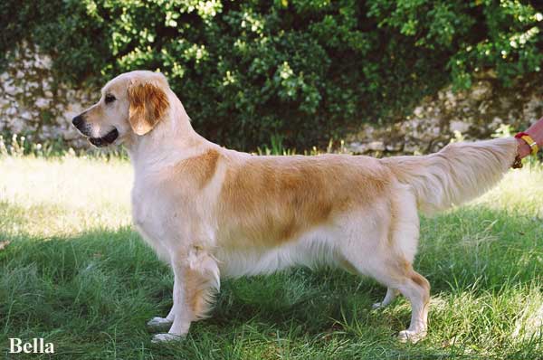 golden retriever : Ultra Bella