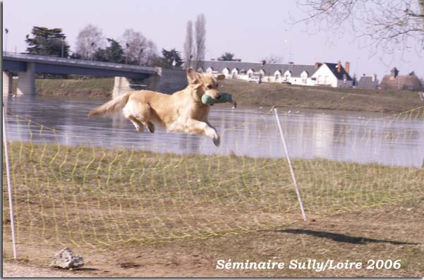 golden retriever : Ultra Bella