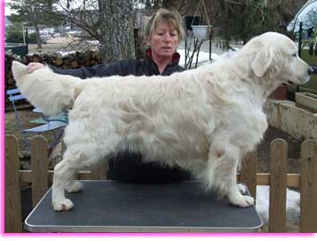 golden retriever : pre de Nelly