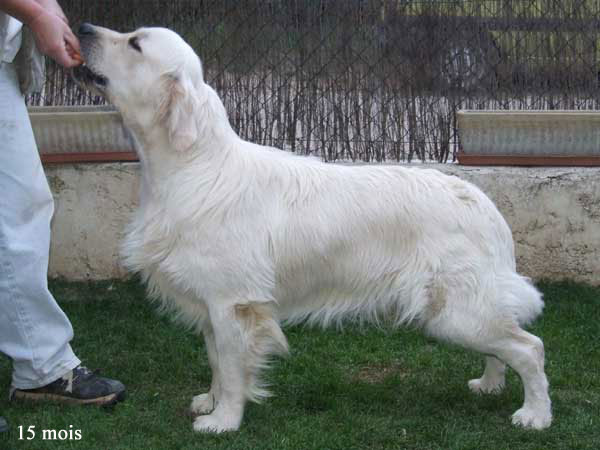 golden retriever : Brook