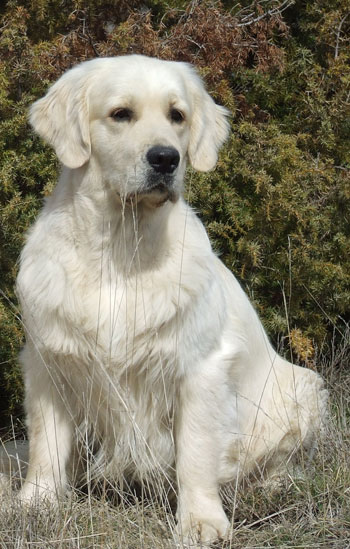 golden retriever : Brook