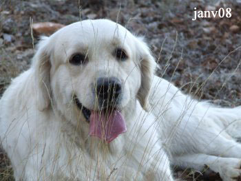 golden retriever : Brook