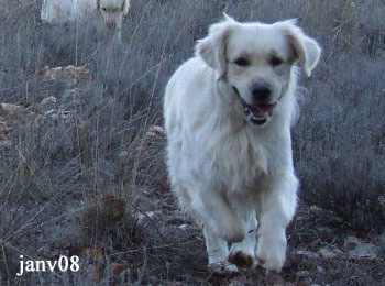 golden retriever : Brook