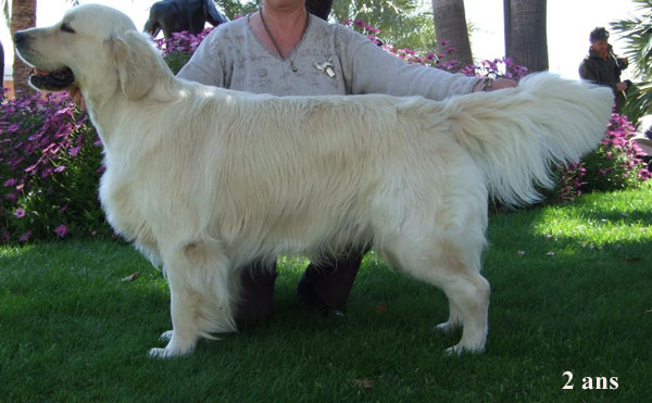 golden retriever : Brook