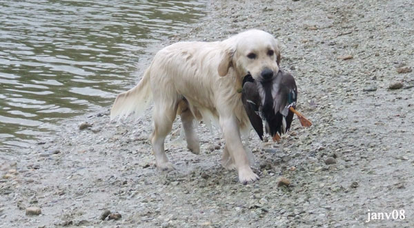 golden retriever : Brook