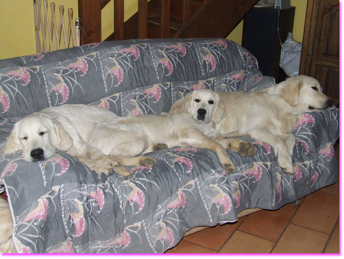 golden retriever : au repos