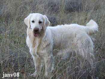 golden retriever : Coco Girl