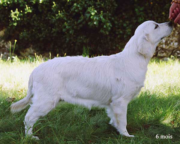 golden retriever : Coco Girl