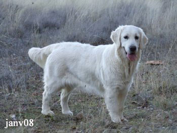 golden retriever : Coco Girl