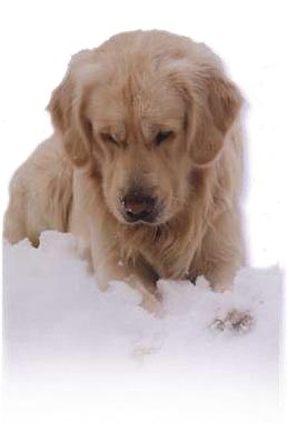 golden retriever : c'est tout moi a