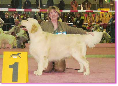 golden retriever : Hunter Luxembourg 2004