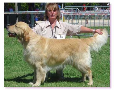 golden retriever : Phoebus, la force tranquille