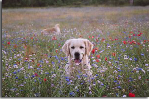 golden retriever : Hunter 