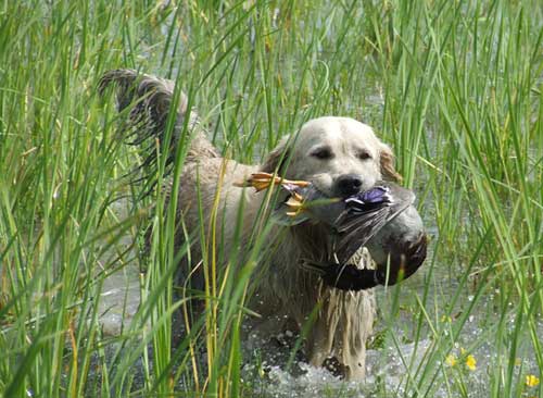 golden retriever : Hunter 