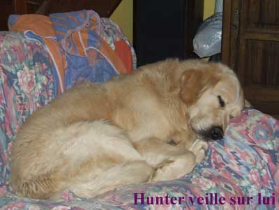 golden retriever : au repos