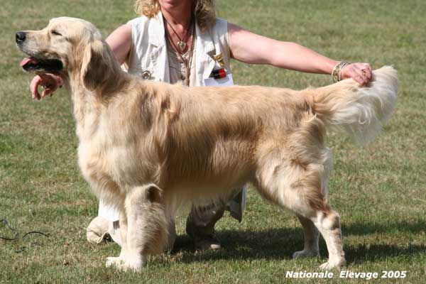 golden retriever : Hunter 