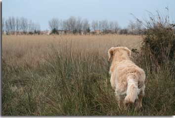 golden retriever : Hunter 