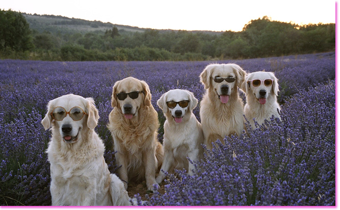 golden retriever : sous le soleil de provence