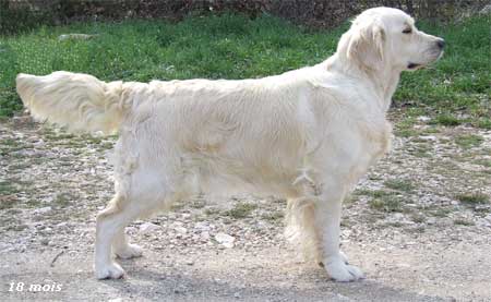 golden retriever : Mora