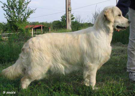 golden retriever : Mora