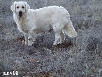 golden retriever : Nelly