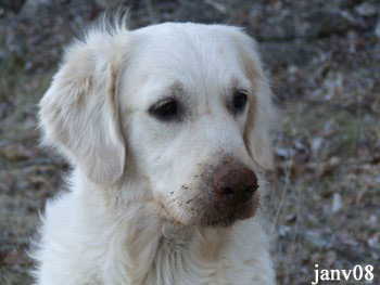 golden retriever : Nelly